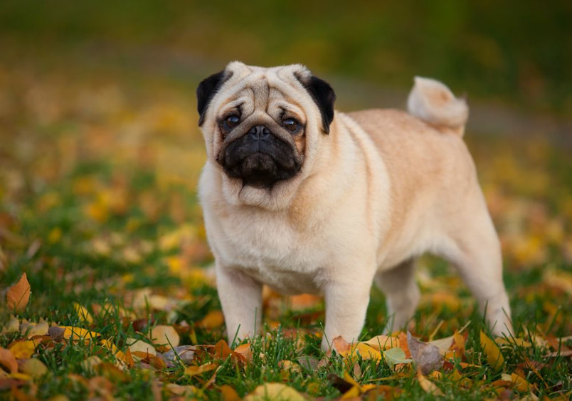 A stocky fawn-colored pug with distinctive wrinkles and a black mask stands proudly on grass scattered with golden autumn leaves, displaying the breed's characteristic muscular build and curled tail.