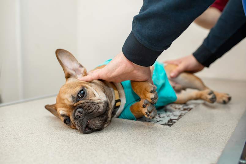 A fawn French Bulldog wearing a teal recovery suit lies on its side on a veterinary clinic floor as gentle hands steady its head and examine its hindquarters.  This clinical scene captures the diagnostic process that helps veterinarians identify legg calve perthes disease dog conditions through careful physical examination of the hip joint and leg mobility.