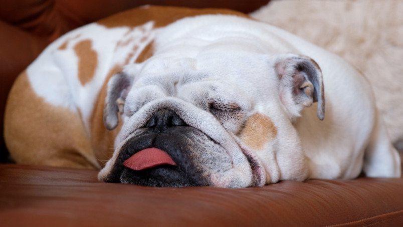 English bulldog sleeping