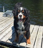 Baloo - Bernese Mountain Dog