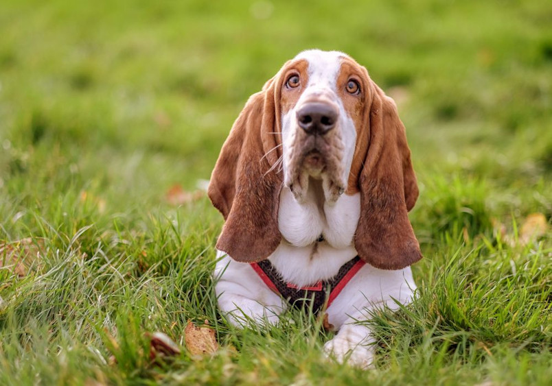  Basset Hound with a long, droopy face and floppy ears lying on a lush green lawn, showcasing the breed's distinct appearance and relaxed demeanor. Basset Hounds were bred for scent tracking and are known for their exceptional sense of smell and hunting skills.