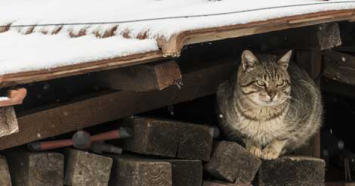 Winter Cat Shelter