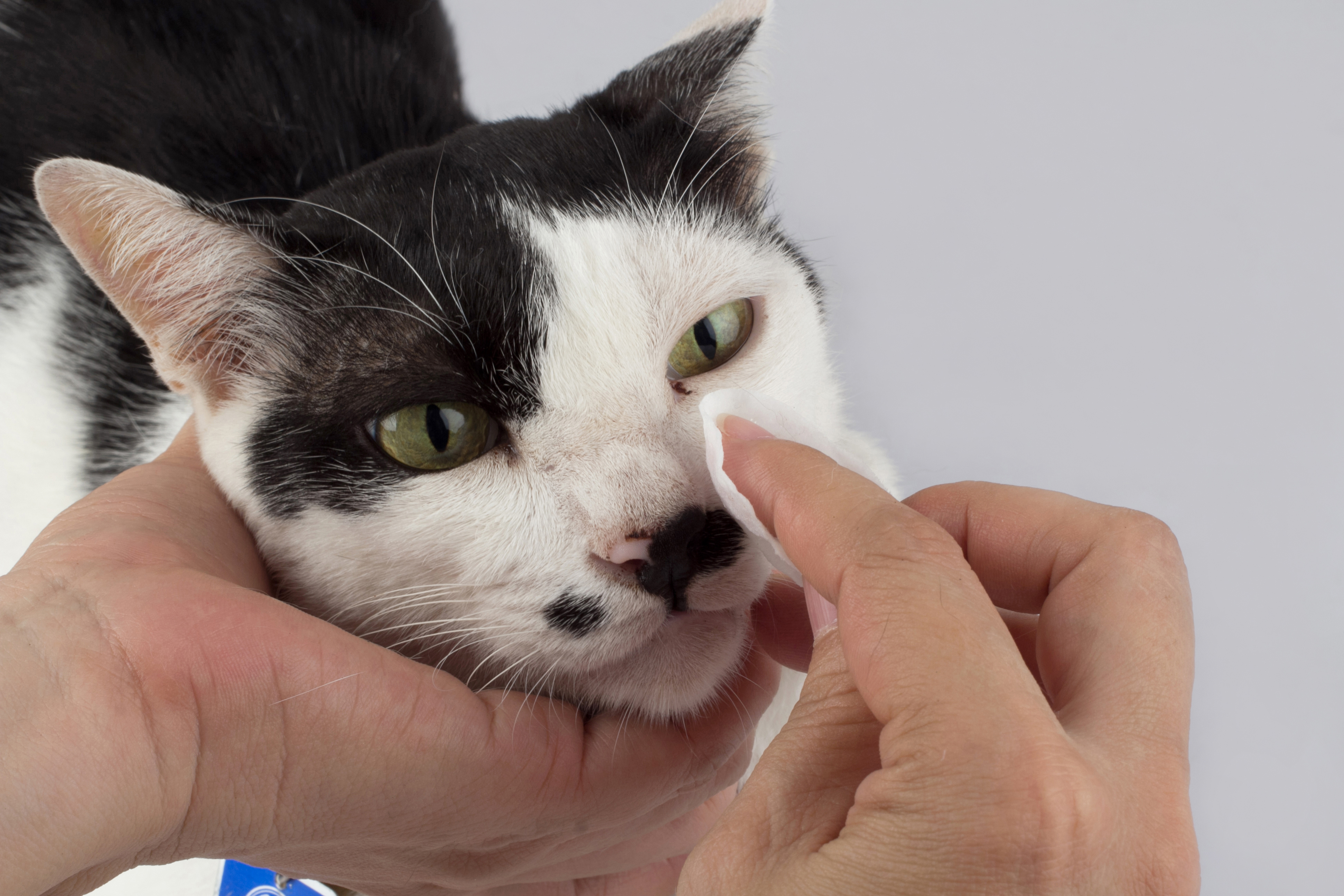 A person gently steadies a black-and-white cat and wipes near its eye with a soft tissue, the kind of at-home care that comes up when a cat's eyes are watering. 