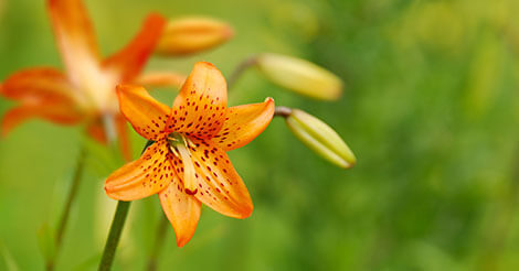 are lilies poisonous to dogs or cats