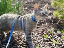 Cat Walking On Leash