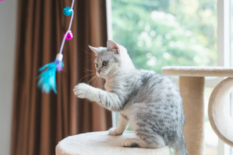 A family friendly cat playing with a toy