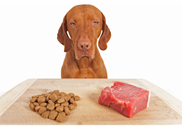 A Vizsla sits patiently behind a wooden board displaying two different food options - kibble and raw meat - illustrating the decision pet owners face when changing dog food. 