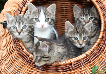 Cute kittens in a basket mainly colored gray and brown tabby. What could be their unique male cat names?