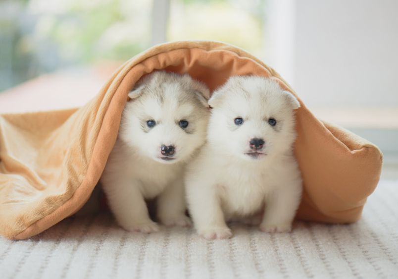 Husky doodle puppies playing with a beige blanket and hiding under it for their photoshoot.