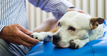 person holding sad dog's paw