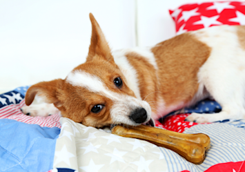 A dog chewing a rawhide while lounging on bed, but the question is, "is rawhide bad for dogs?"