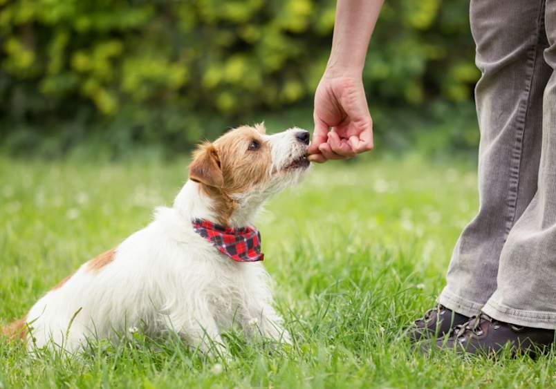 A small, white and brown terrier dog wearing a red plaid bandana sits attentively on green grass, looking up at a person’s hand offering a treat. The dog's posture and focused gaze indicate it's being rewarded, likely as part of a training session. Teaching a dog to sit is a foundational command, essential for obedience training.