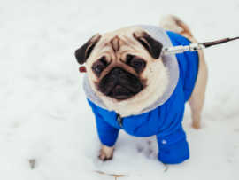 Pug Wearing Blue Coat in Snow