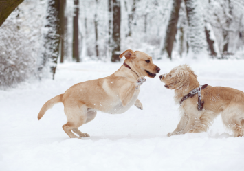 How cold is too cold for a dog? Are these two brown medium-sized dogs playing outside in the snow still enjoying the temperature or is it too cold for them?