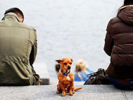 small dog and couple