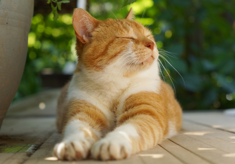 This adorable ginger cat lounges in a backyard, surrounded by lush greenery. The cat's owner likely treated it to prevent overgrooming and fur loss on its stomach.