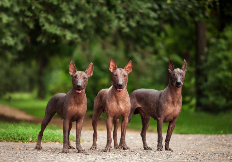 Three Xoloitzcuintli dogs, Mexico’s national dog, stand confidently on a gravel path surrounded by lush greenery. Their characteristic hairless, sleek brown coats, erect ears, and alert expressions showcase their distinctive appearance. These ancient, rare dogs are known for their elegance, athleticism, and dignified posture.