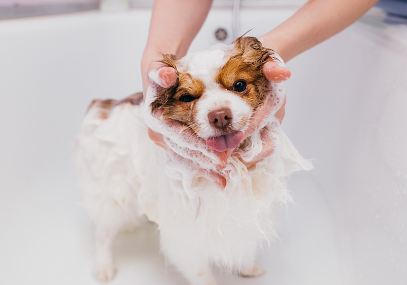 White and brown puppy with soapy fur having its face gently washed by human hands, showing proper technique for how to give a puppy a bath by carefully cleaning around sensitive areas while keeping soap away from the eyes.