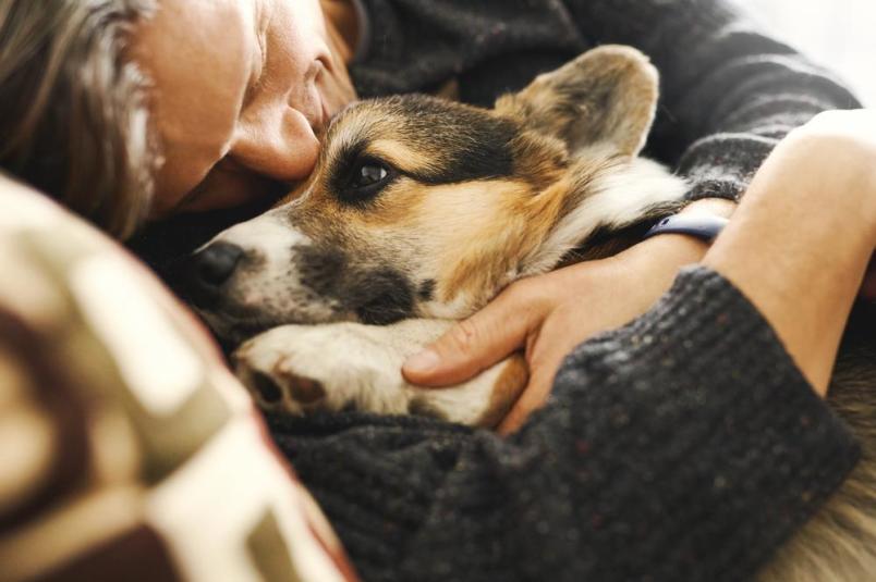 A dog being held by their pet parent after getting their microchip