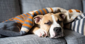 pitbullunderblanket