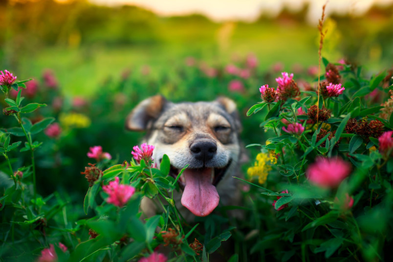 Smiling girl dog in flowers