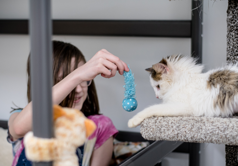 Cat loves to chew on plastic, so this child is trying to distract her with a toy.