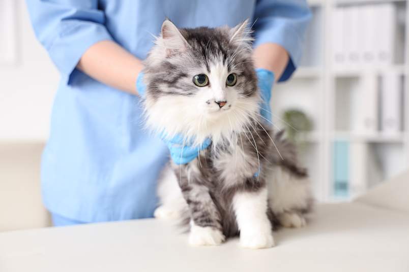 A fluffy gray and white cat stands on a veterinary exam table while a gloved vet gently holds it in place. When an ingrown cat nail or cat claw growing into the pad goes undetected at home, a vet visit becomes necessary. 