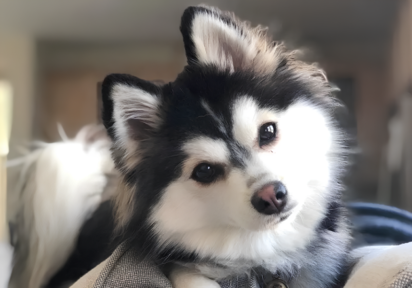 A Pomsky (a mix between a Pomeranian and a Husky), tilting its head slightly to the side with an inquisitive expression.