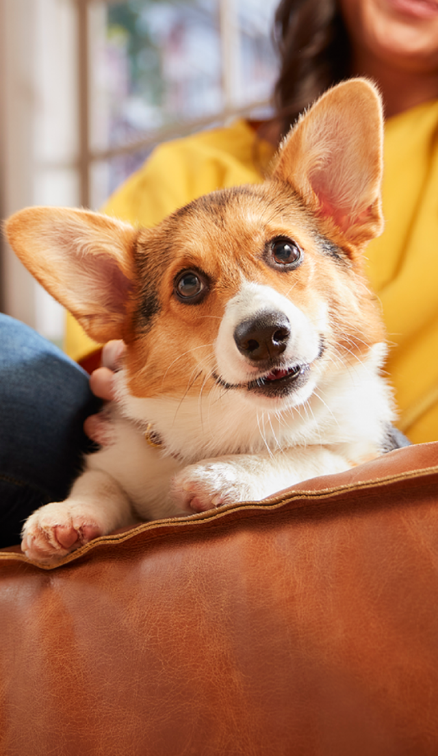 Does Pet Insurance Fully Cover Dental? Discover the Benefits Today!