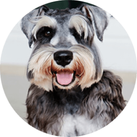 Insurance for Miniature Schnauzers