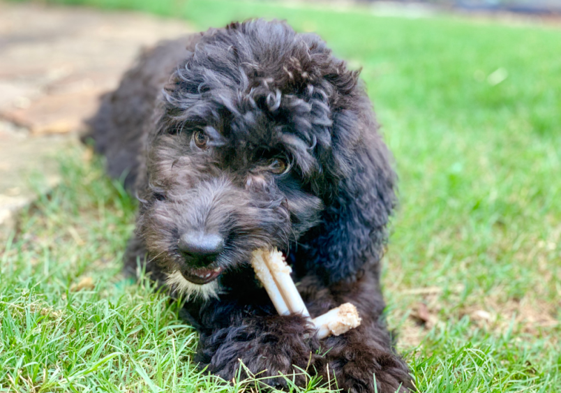 A cute black aussiedoodle chewing on a toy in its backyard. 