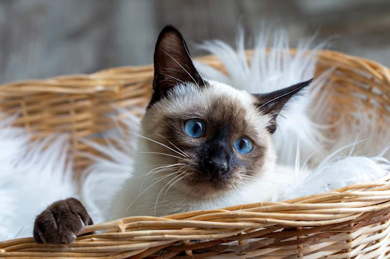 A stunning Siamese cat with striking blue eyes lounges in a wicker basket lined with soft white fur, gazing directly at the camera. Siamese cats are one of the breeds most commonly described as velcro cats — they bond intensely with their owners and are rarely far behind. 