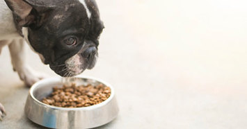 french bulldog eating dog food