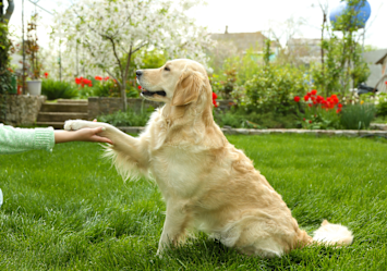 A beautiful female Golden Retriever, perfect for inspiring girl dog names, sits elegantly on a green lawn while extending her paw for a friendly handshake. The serene garden setting features red flowers and lush plants in the background, creating a perfect backdrop for this sweet interaction.