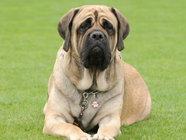 English Mastiff