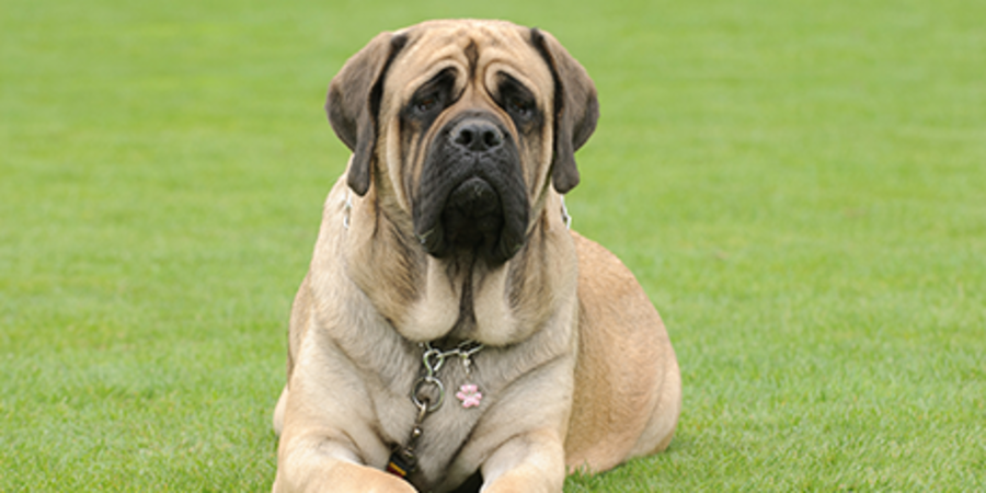 English mastiff big sales dogs