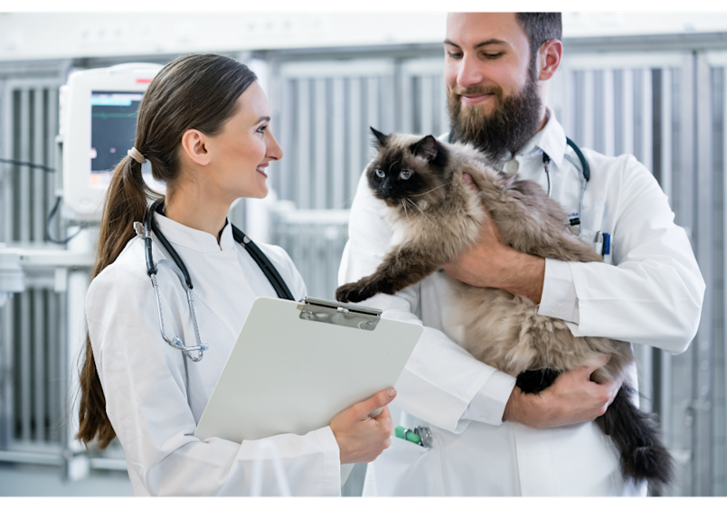 Two veterinarians consult about a Ragdoll cat's care, illustrating the professional expertise that factors into how much is a vet visit for a cat without insurance in today's market. 
