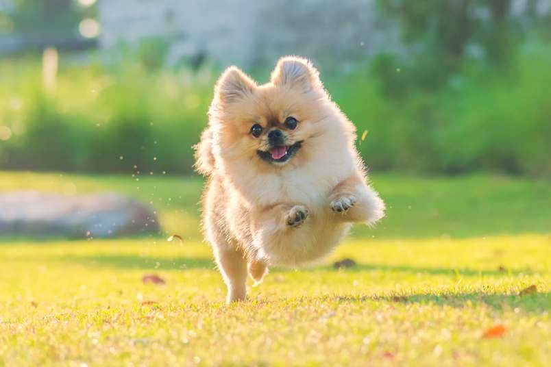 An adorable cream-colored Pomeranian races across a sunlit lawn with pure joy, fluffy coat bouncing and tiny paws kicking up grass as it sprints toward the camera with a happy, open-mouthed smile. Small dogs like this Pomeranian are among the breeds most affected by Legg-Perthes dog disease, making awareness of this hip condition essential for owners of petite pups.