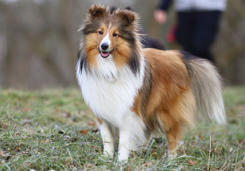 An elegant Shetland Sheepdog with a rich sable, white and black coat stands confidently on grass, showing the breed's signature friendly smile, alert expression, and luxurious double coat with full white ruff, exemplifying the classic Sheltie's gentle and intelligent personality.