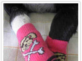 Socks for Dogs with Mobility Issues