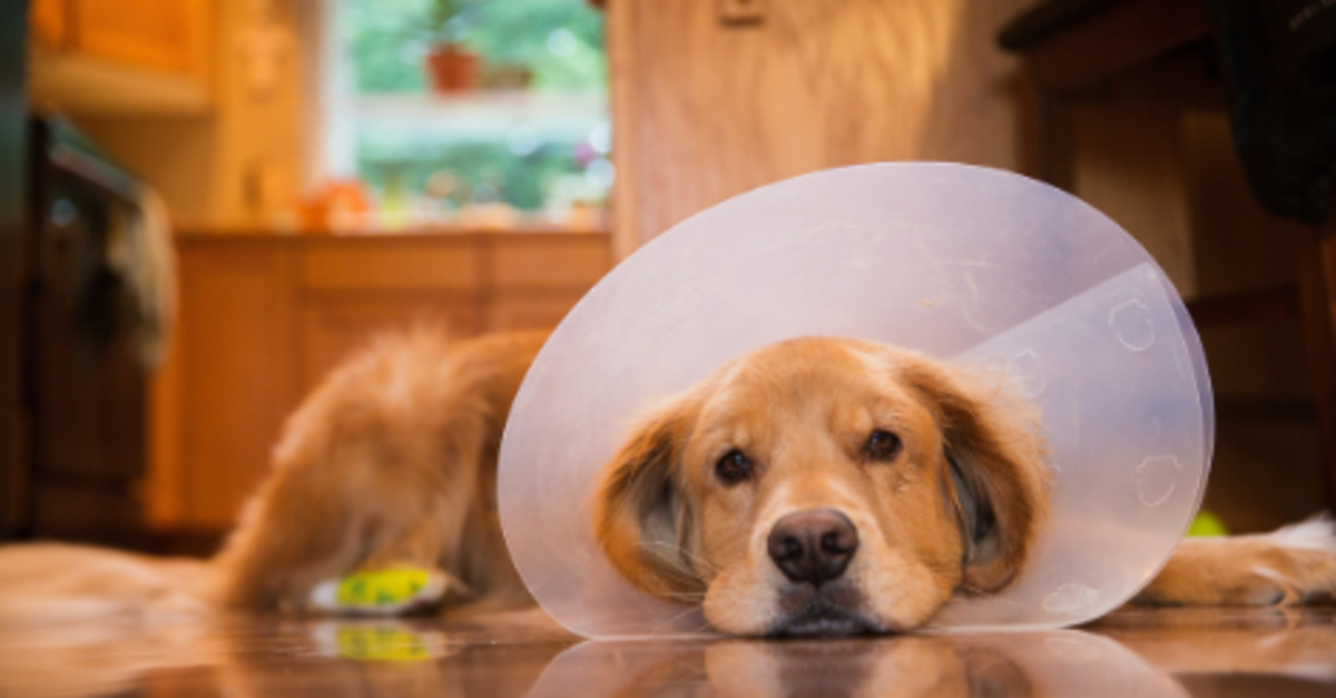 Dog cone to prevent licking paws sale