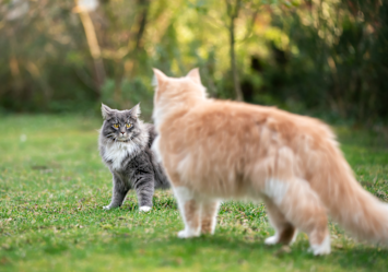 A cautious first encounter between two cats - a fluffy grey kitten and a ginger Maine Coon - demonstrating proper body language during the delicate process of how to introduce cats to each other in an outdoor garden setting.