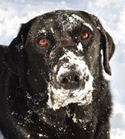 Merlin-Labrador Retriever