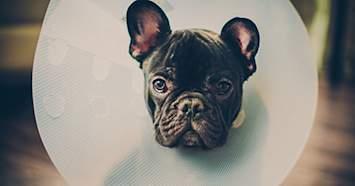 french bulldog puppy in a cone after getting neutered