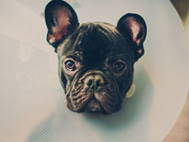 french bulldog puppy in a cone after getting neutered