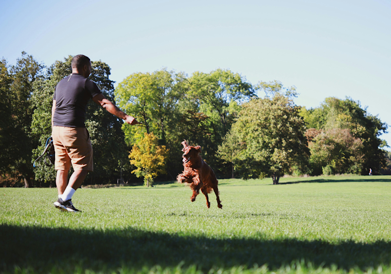 The energetic pup leaping for a toy shows the vigor typical of a young to middle-aged dog, highlighting how dog to human years calculations help us tailor activities appropriately.