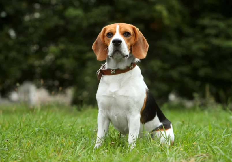 Full-grown Beaglier, a beagle and cavalier mix, sitting on grass in a natural setting. This beagle cavalier mix, also known as a cavalier beagle mix, displays the classic traits of both breeds with its sleek coat, floppy ears, and alert posture. The Beaglier is a popular hybrid breed, ideal for families, combining the loyalty of a beagle with the gentle temperament of a King Charles Cavalier.