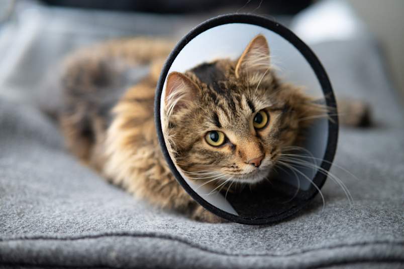 A long-haired tabby cat resting calmly on a soft gray blanket while wearing a protective recovery cone collar after surgery, looking up with bright yellow-green eyes. This image perfectly illustrates the post-surgery recovery period for a neutered cat, a routine procedure that supports long-term feline health and behavior.