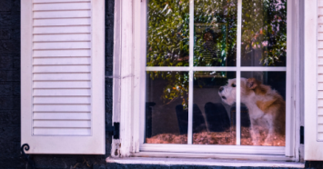 dog barking from inside window