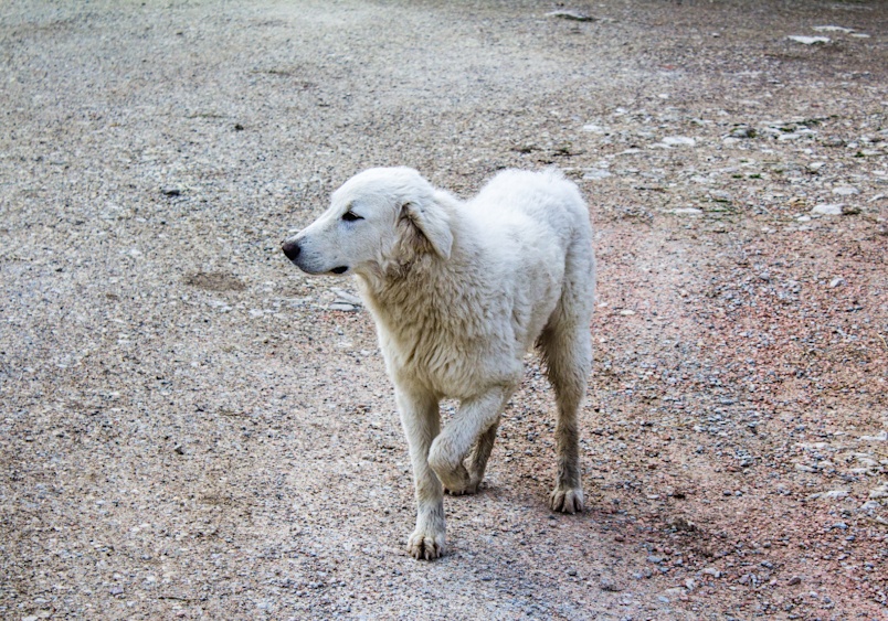 A white shepherd dog walks cautiously along a dirt path with a noticeable limp, perfectly illustrating the common question "why is my dog limping?" - its tentative movement and protective posture suggesting potential pain or injury.